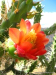 Vous avez déjà vu une fleur de cactus de la taille d’un gros poing ?