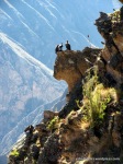 Canyon de Colca – Famille de condors