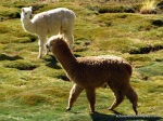 Lama et Alpaca