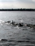 Les dauphins qui nous accompagnent aux îles