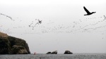 Islas Ballestas – Invasion d’oiseaux