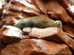 Loup de mer bronzant paisible sur les îles Ballestas